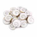 Natural Gomti Chakra Shells for Vastu & Astrology
