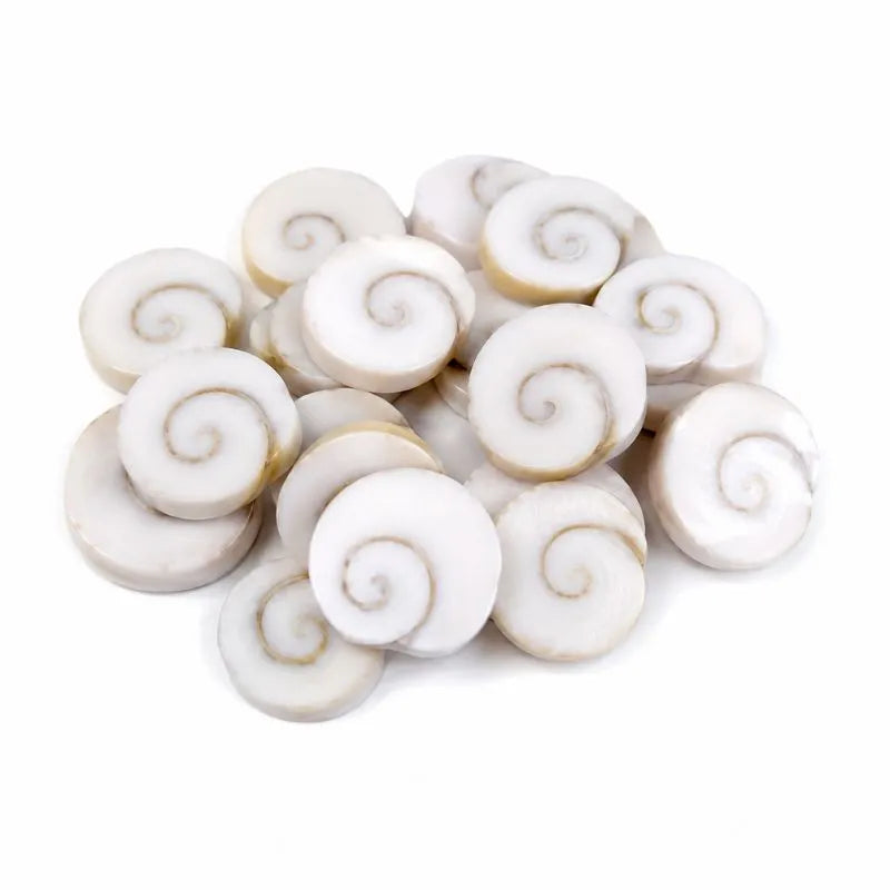 Natural Gomti Chakra Shells for Vastu & Astrology
