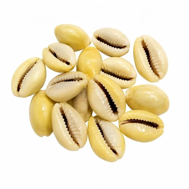 Natural Yellow Kowri Shells (Pili Kudi) – Sacred Laxmi Puja Shells